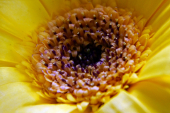 P1010768