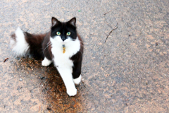 cat